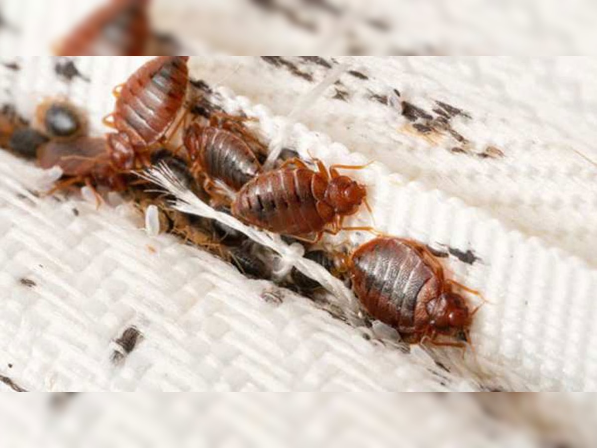 Bed Bugs Remedies: नहीं रहेगा खटमल का नामोनिशान, ये उपाय है बहुत असरदार; चुटकियों में होगा सफाया