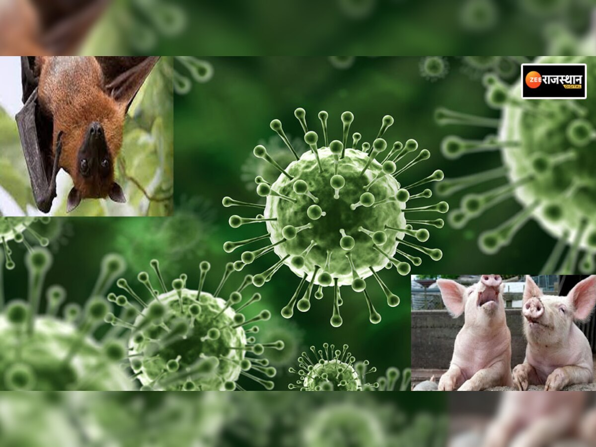 Nipah Virus: सुअर और चमगादड़ों से इंसानों में फैल रहा है ये खतरनाक वायरस, लक्षणों को इग्नोर किया तो?