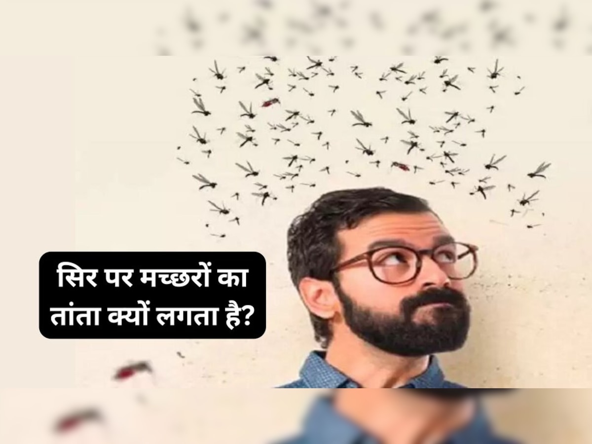 Mosquitoes over head: शाम होते ही मच्छरों का झुंड आपके सिर पर क्‍यों मंडराता है? बहुत ही दिलचस्‍प है वजह