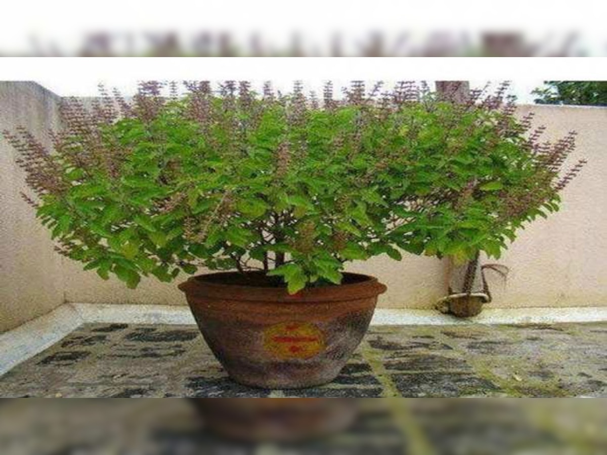 tulsi-plant-worship-at-home-keep-this-thing-under-tulsi-plant-for-good