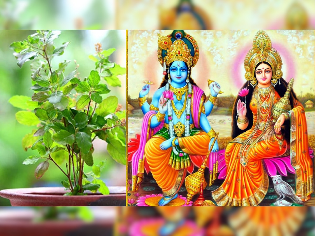Tulsi Ke Upay: रोजाना कर लें तुलसी से जुड़े ये 3 उपाय, दुर्भाग्य से मिल जाएगी मुक्ति; भगवान विष्णु और मां लक्ष्मी की बरसेगी कृपा