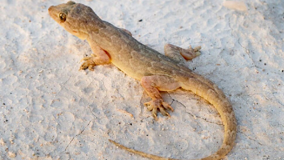 Why do humans fear reptiles Herpetophobia, how to get rid of lizards