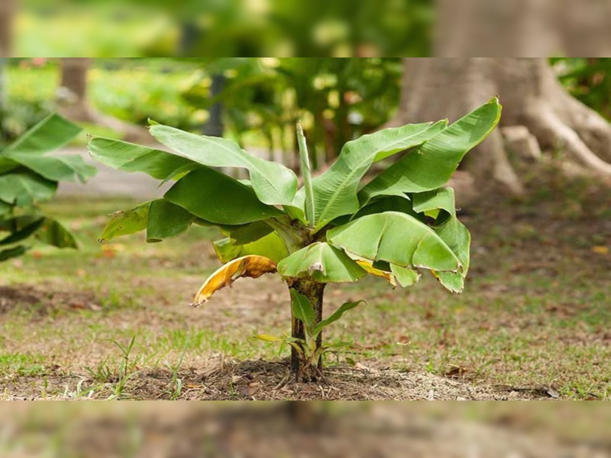 Banana Tree Remedies On Thursday: ମାଡି ଆସୁଛି କି ଦାରିଦ୍ରତା ?  ଗୁରୁବାର ଦିନ କଦଳୀ ଗଛ ପାଖରେ କରନ୍ତୁ ଏସବୁ ଉପଚାର