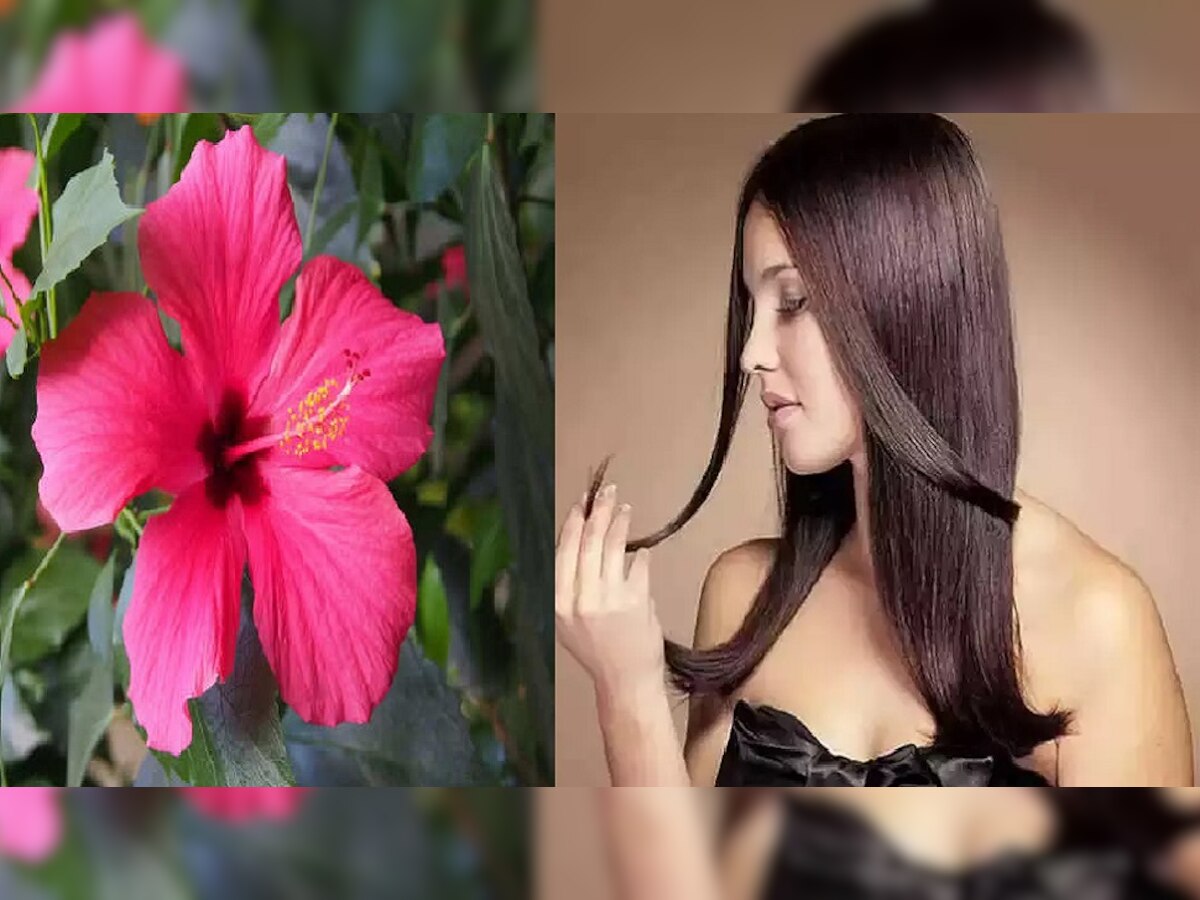 Gudhal Flower Benefits: हेयर फॉल और रूखेपन से परेशान हैं तो नारियल तेल और गुड़हल का फूल करेगा कमाल, लौट आएगी बालों की रौनक