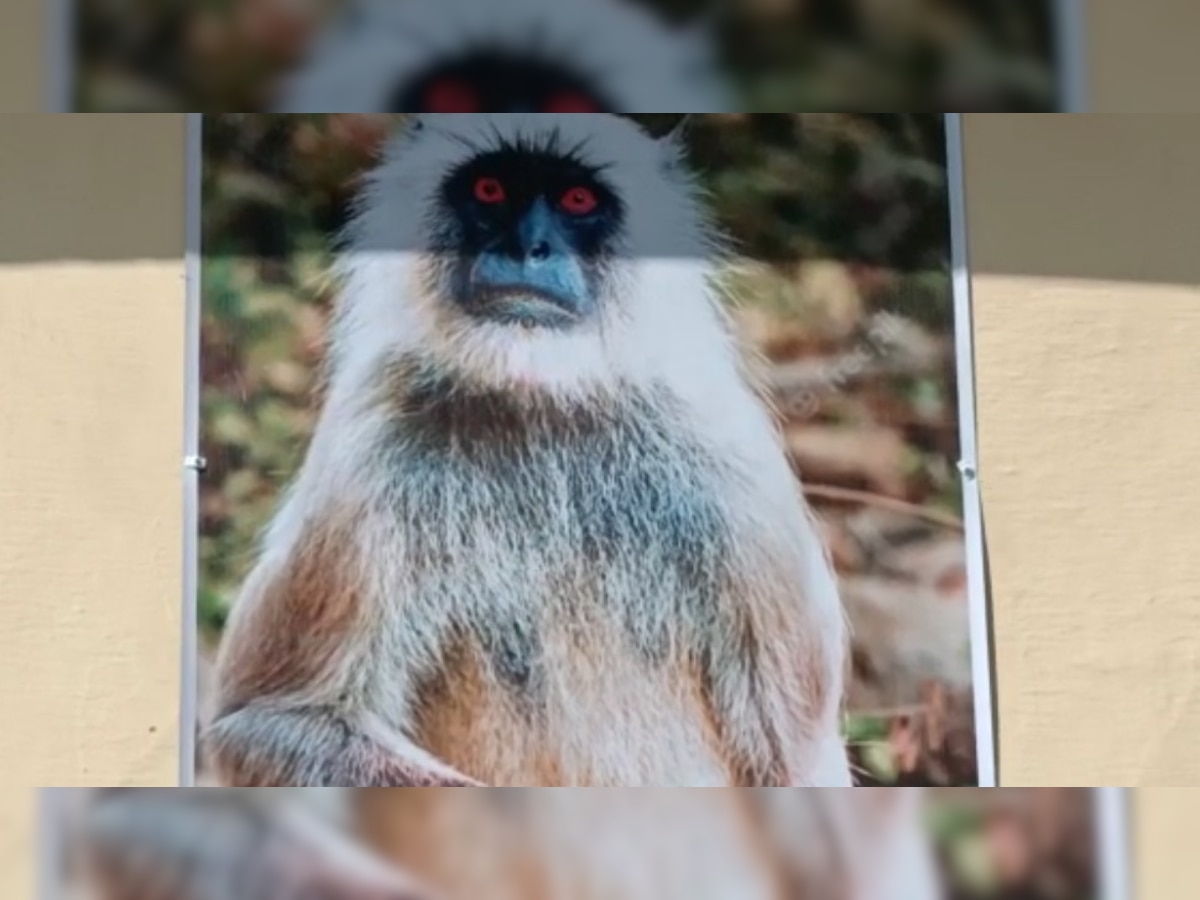 Pilibhit:थाने की दीवार पर क्रिमिनल नहीं, बंदरों की फोटो लगी है, जानिए क्या है वजह