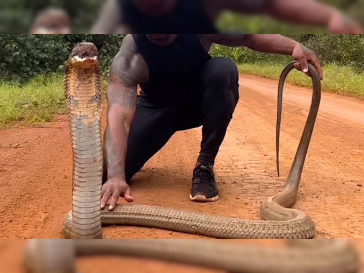 King Cobra को पकड़ने के लिए YouTube पर देखा वीडियो, जंगल में गया तो हुआ ऐसा