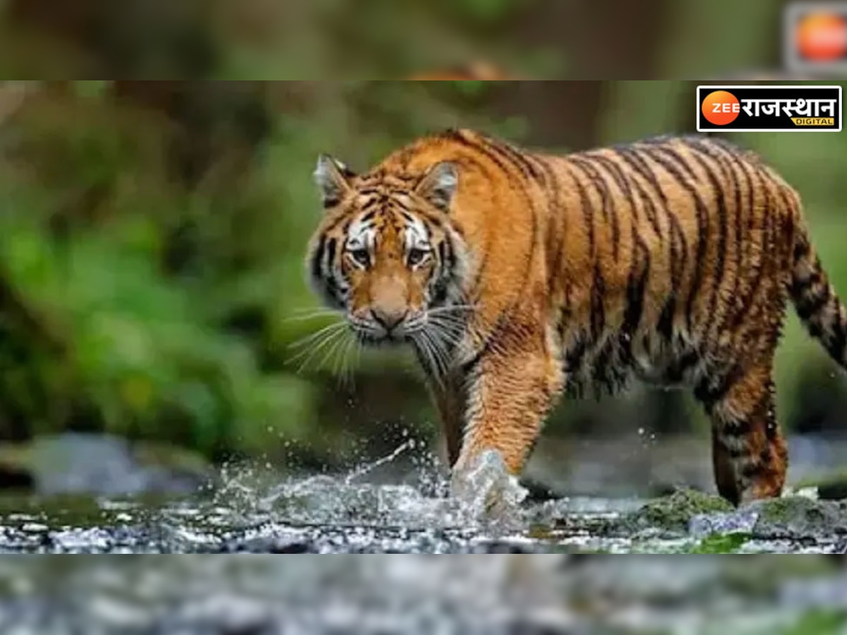 बाघ के साथ अन्य खतरनाक जानवरों को देखना है तो आ जाइए राजस्थान, रोमांच से भरा रहेगा सफर