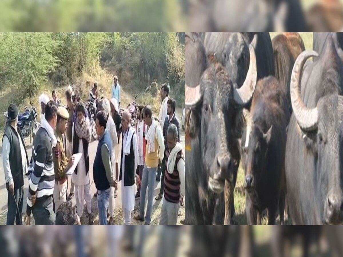 Rajasthan News: राजस्थान में भैंस चोर गिरोह काफी सक्रिय, छीतोली गांव से 6 भैंस चोरी, एक महीने में चौथी बार हुई चोरी