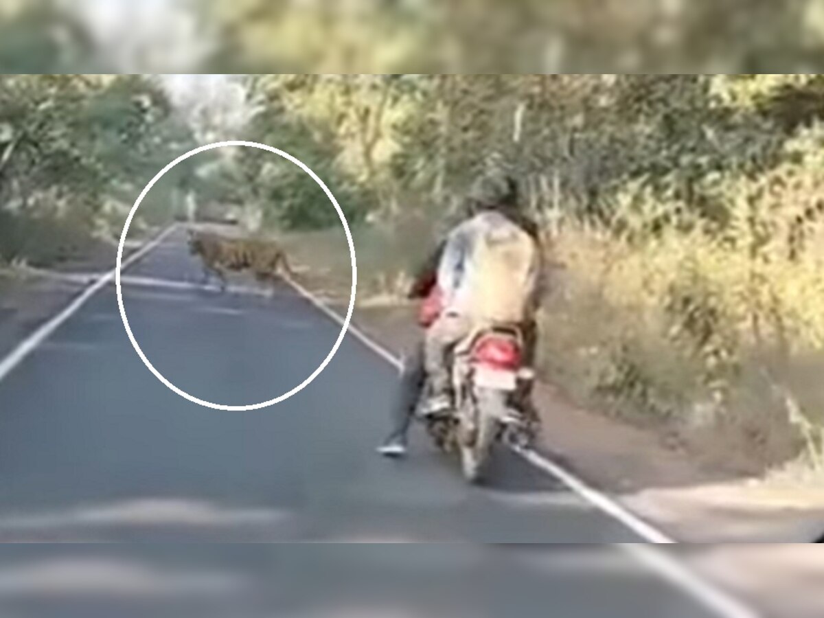 Viral Video: अचानक बीच सड़क पर आ गया बाघ, फिर देखिए कैसे बची बाइक वालों की जान!