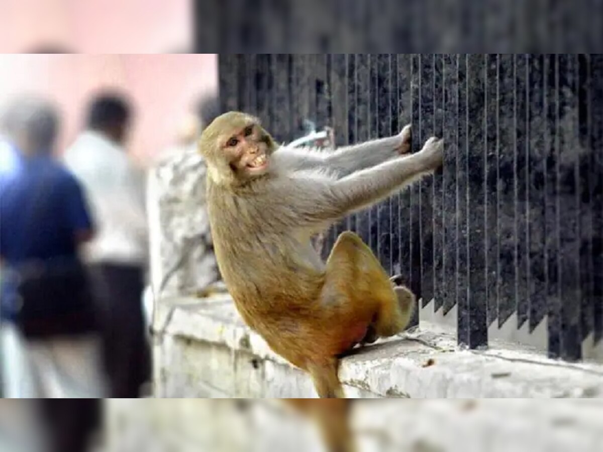 Monkey: महिला का एक लाख रुपए भरा बैग लेकर भागा बंदर, इसके बाद फिर जो हुआ...