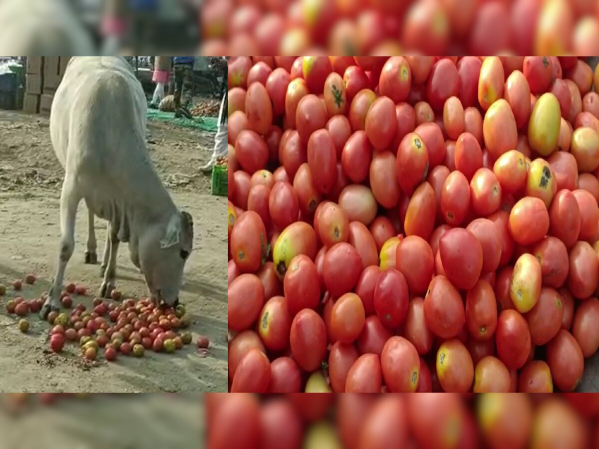 Tomato Price: मंडी में बिक रहा 2 रुपए किलो टमाटर, किसानों को हो रहा भारी नुकसान