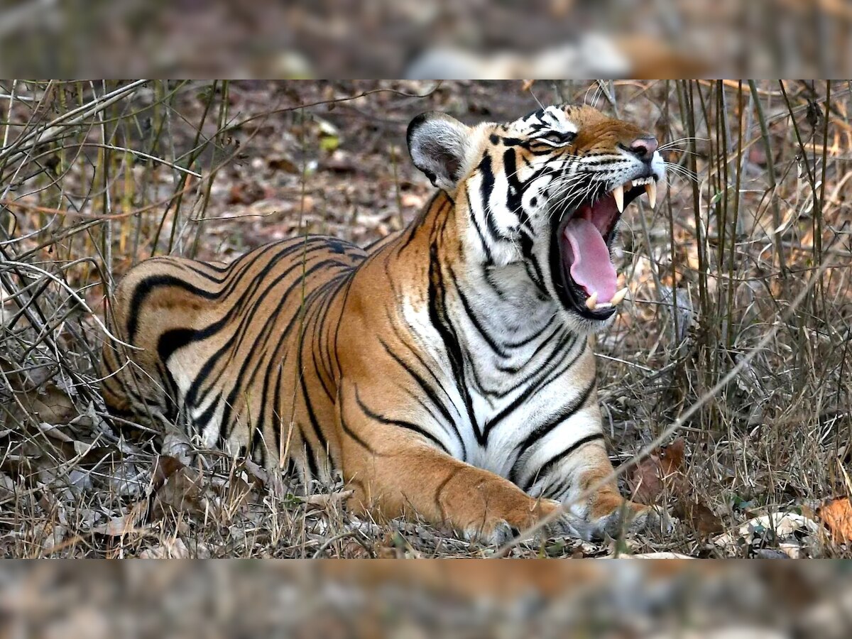 Uttrakhand: तीन युवकों पर बाघ ने किया हमला, एक की मौत के बाद बचे 2 को वन विभाग ने क्यों भेजा जेल?