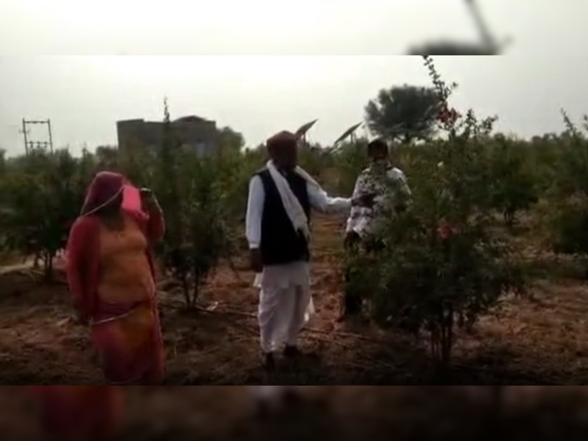 डूडी दंपति ने पारंपरिक खेती छोड़ अनार की बागवानी की शुरू, 1 साल में 20 लाख से ज्यादा की कमाई