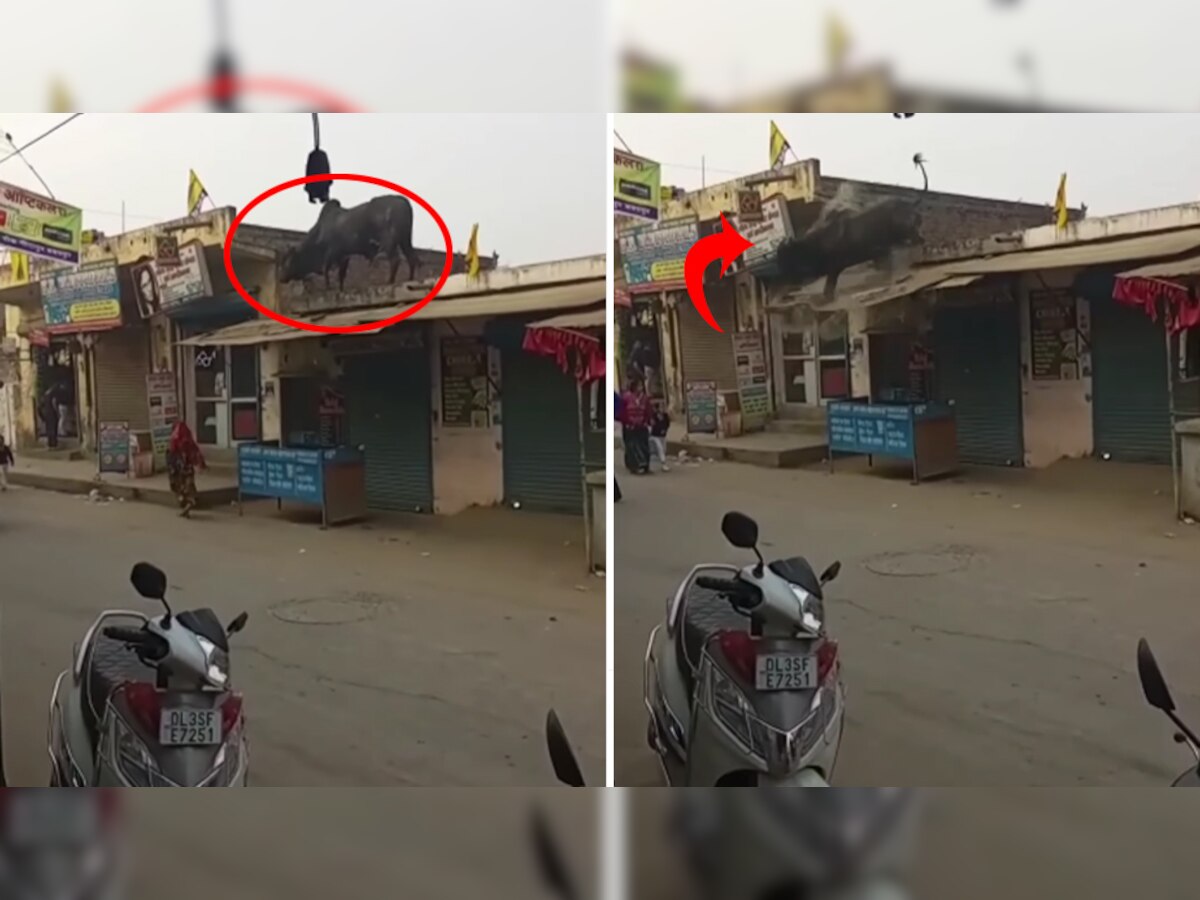 WATCH: घर की छत पर चढ़ गया गुस्साया सांड, वहीं से लगा दी सड़क पर छलांग; देखें फिर क्या हुआ