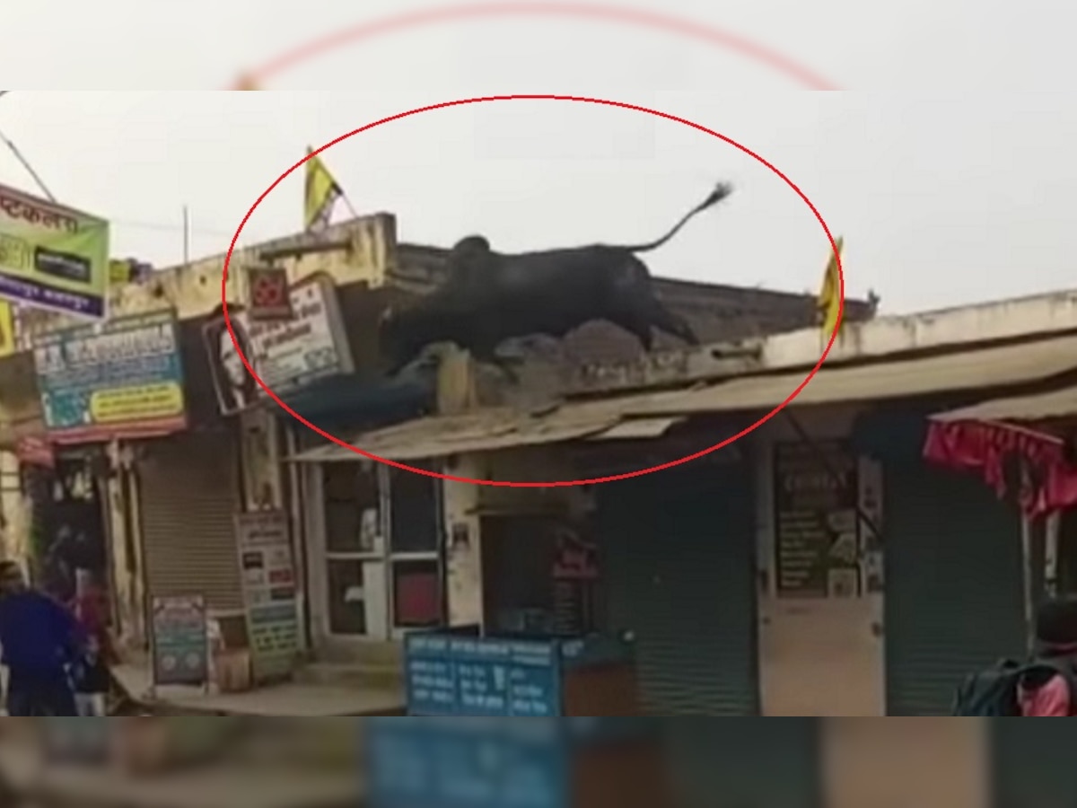 Angry Bull: छत पर चढ़कर सांड ने रोड पर लगाई छलांग, लेकिन ऐसे धड़ाम से गिरा कि...