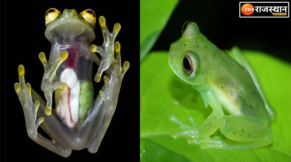 Science Facts Have you ever noticed how heart of frog body and