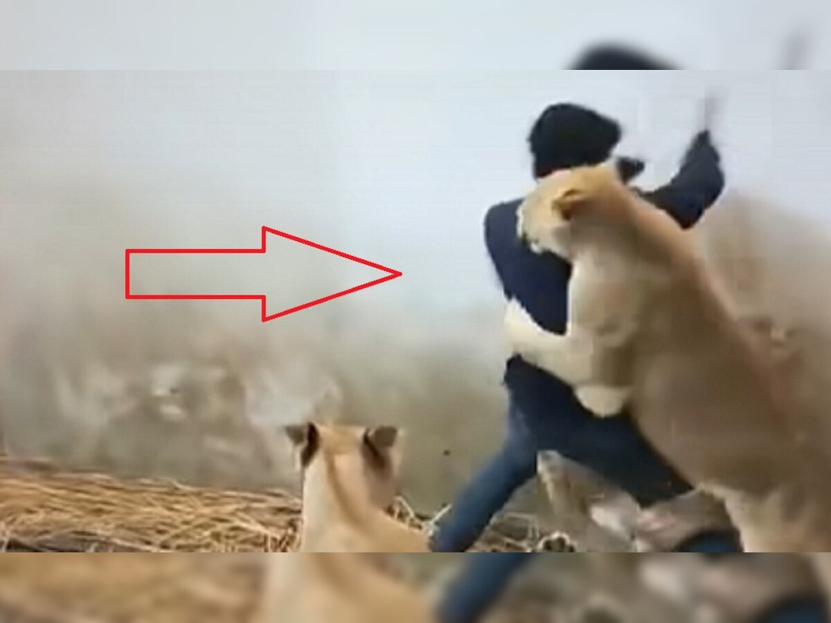Viral Video: लड़का गया था चिड़ियाघर घूमने, शेरनियों के झुंड ने धावा बोल दिया और फिर...