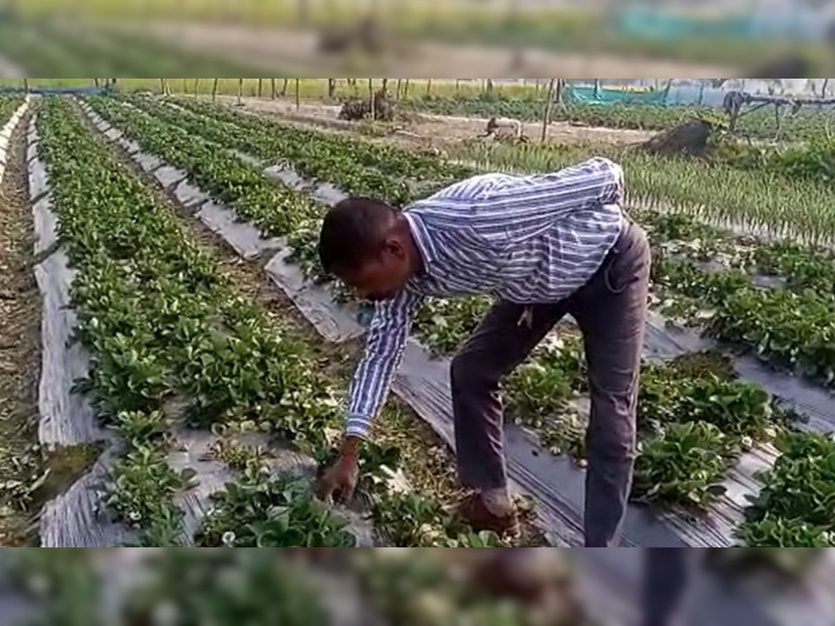 Good News: यूपी में इस जिले के किसान हो रहे मालामाल, धान-गेहूं छोड़ नए तरीके से कर रहे स्ट्रॉबेरी की खेती, जानिए कैसे करें शुरू