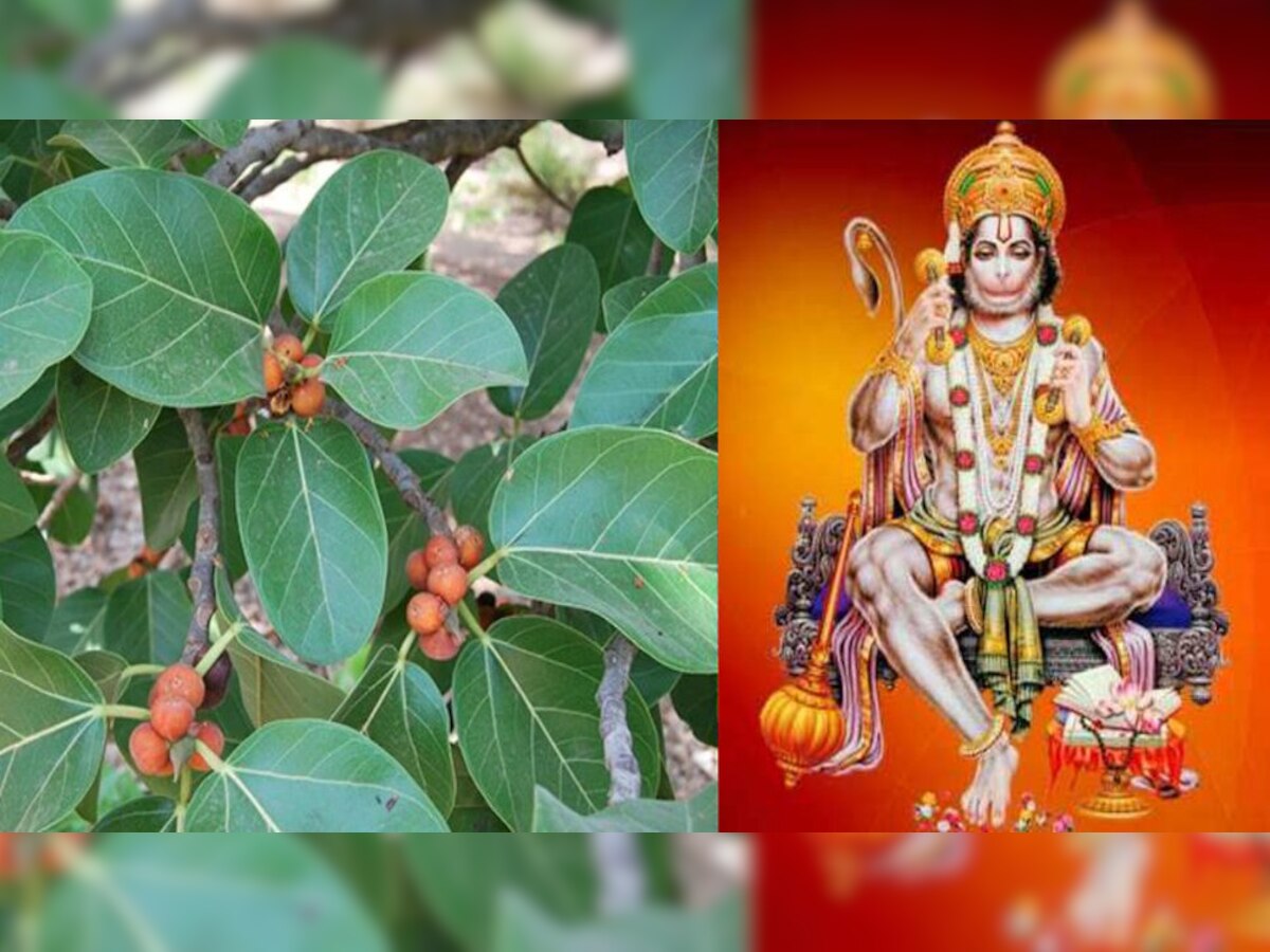  Hanuman Ji Upay: बड़ के पत्तों से हनुमान जी होंगे प्रसन्न, ऐसे करें टोटका; हर कष्‍ट से मिलेगी निजात