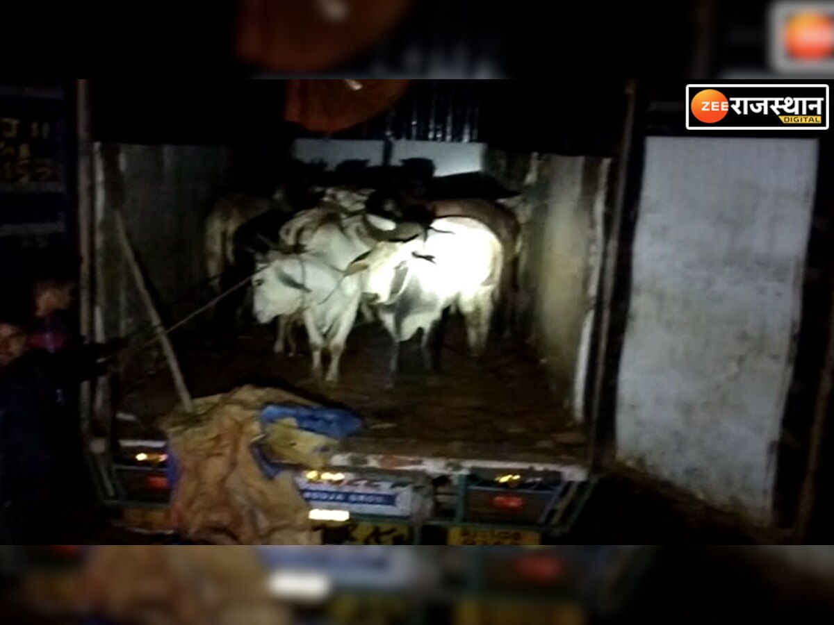 Dausa News: कंटेनर में तड़पती मिली 28 गायें, 1 की मौत, पुलिस को गच्चा देकर गौ तस्कर फरार