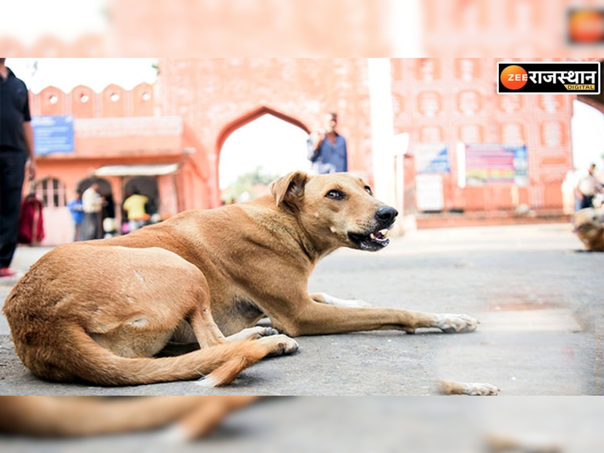 राजस्थान में हर रोज कुत्ते के शिकार बन रहे 240 लोग, निगम नहीं कर पा रहा नसबंदी