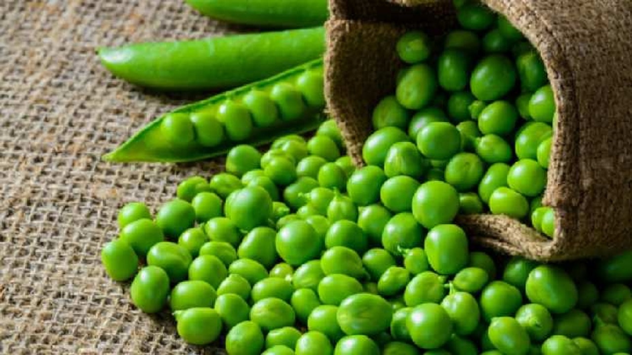 Green Peas Benefits: इन 6 कारणों से सर्दियों के सीजन में आपको खानी चाहिए हरी मटर