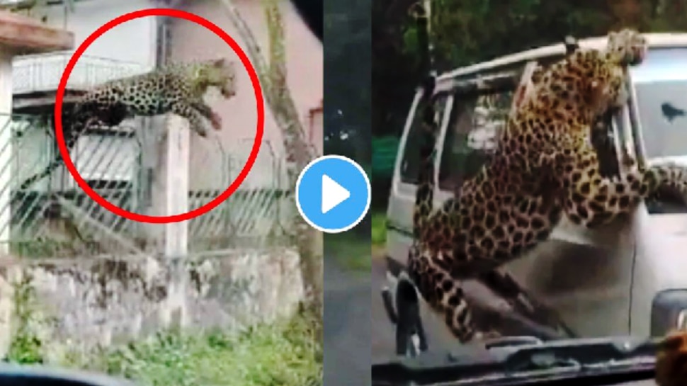 Tendua Ka Video: अचानक कार के ऊपर कूद गया आदमखोर तेंदुआ, वीडियो में देखें आगे क्या हुआ