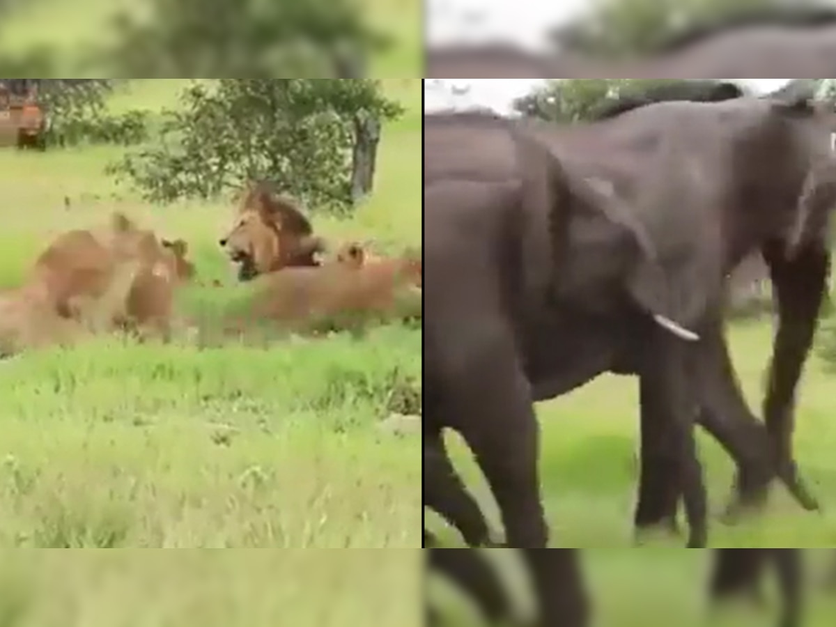 दुम दबाकर भागे शेर-शेरनी, जब सामने देखा हाथियों के झुंड; Video देखकर दंग रह गए लोग