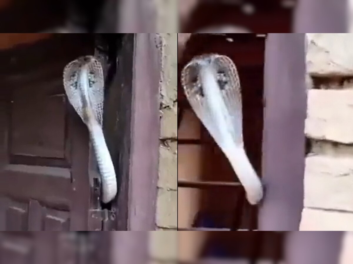 दरवाजा खोला तो बाहर निकल आया KING COBRA, डरकर सहम गए घर वाले; Video वायरल