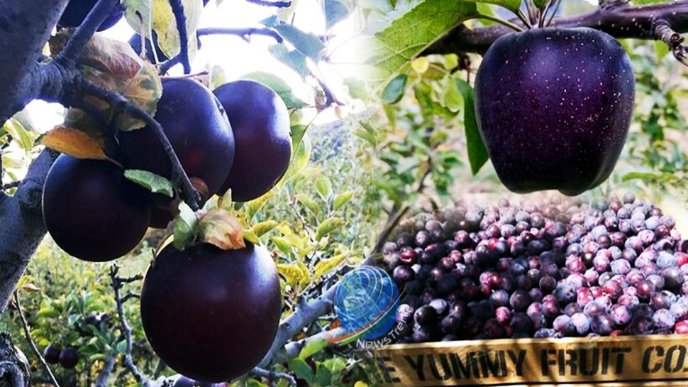 Black apple cost 500 rupees per piece it is famous by name Black