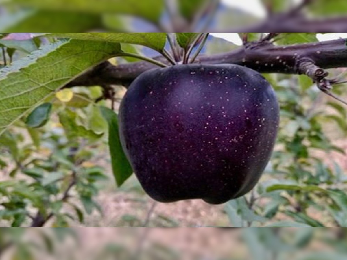 Black apple cost 500 rupees per piece it is famous by name Black