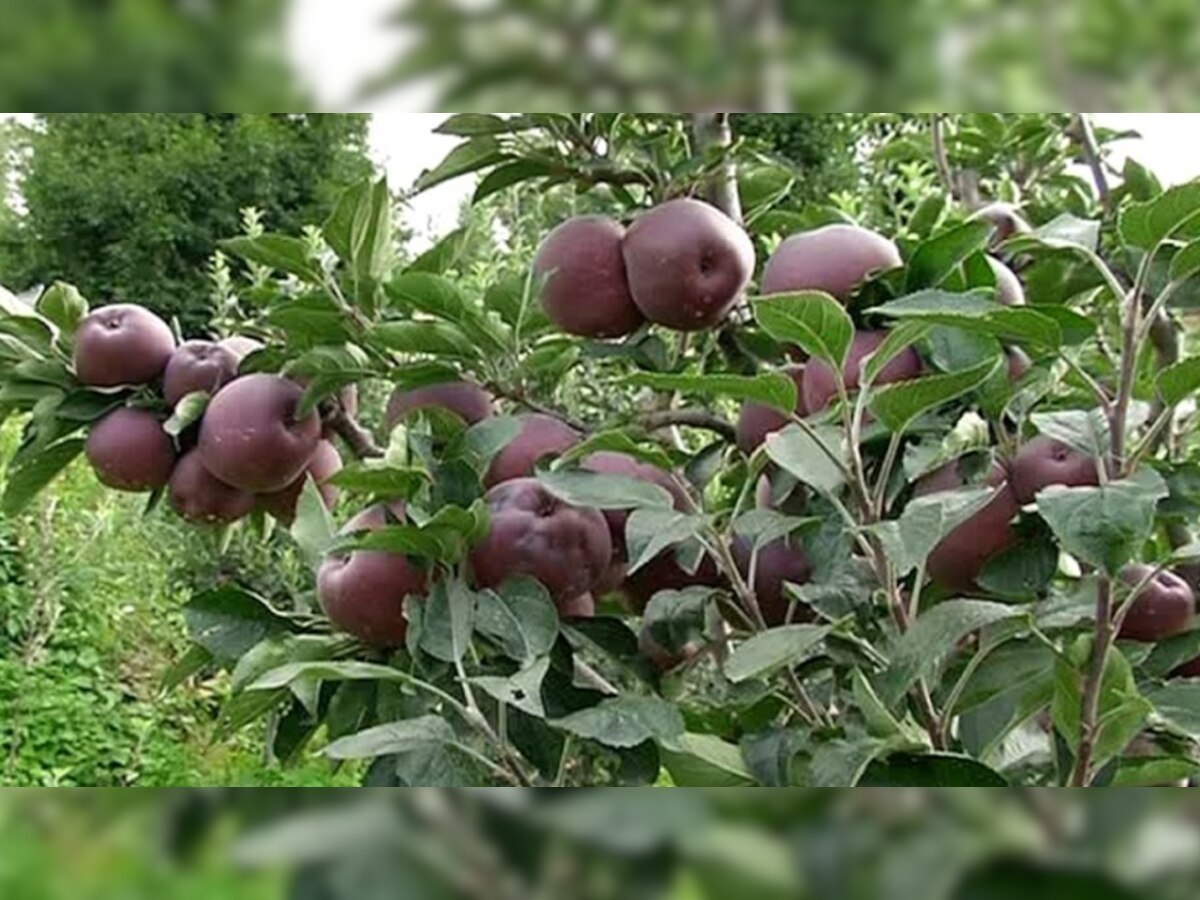 Black apple cost 500 rupees per piece it is famous by name Black