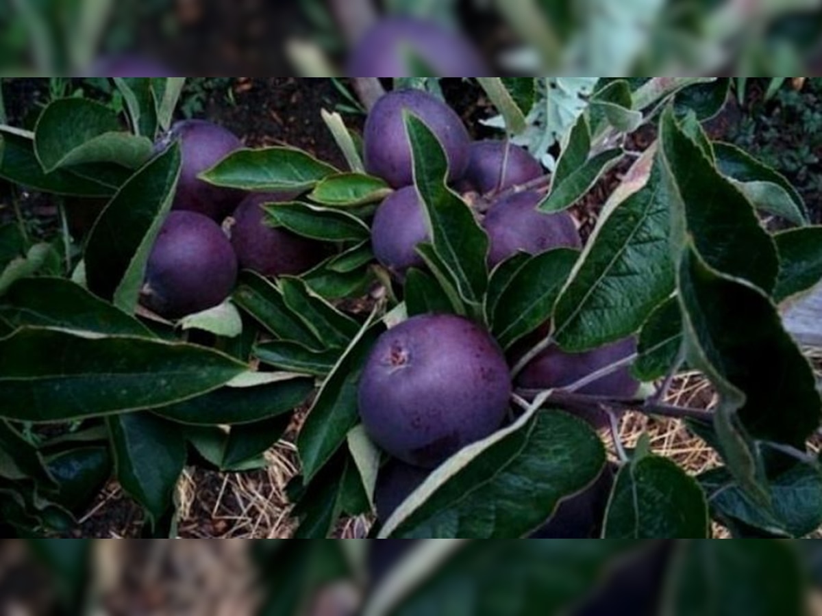 Black apple cost 500 rupees per piece it is famous by name Black