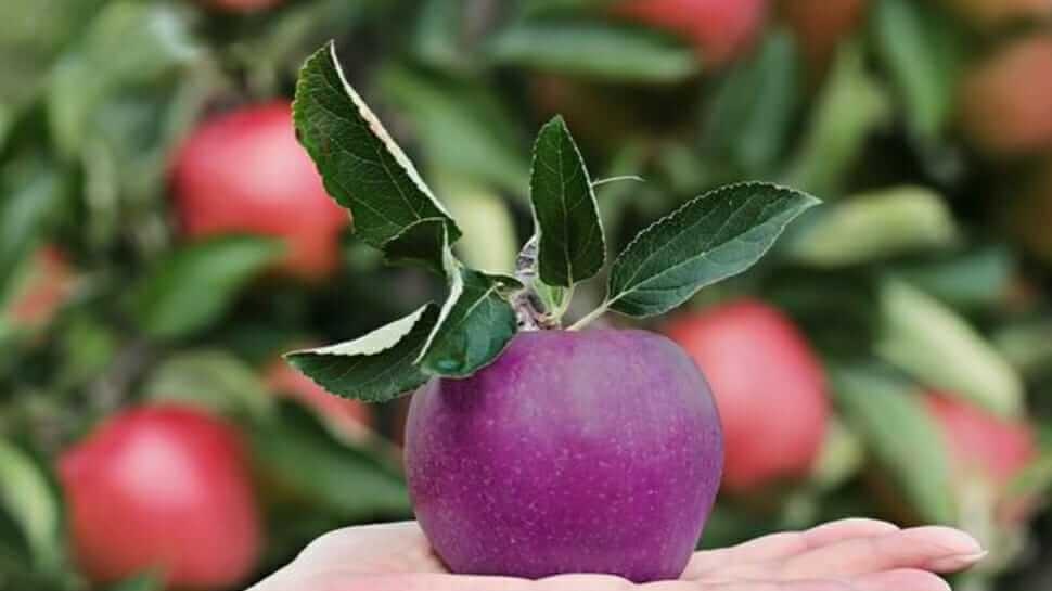 Black apple cost 500 rupees per piece it is famous by name Black Diamond  cultivation method suprise you | Black apple: इस एक सेब की कीमत है 500 रुपये,  ब्लैक डायमंड के