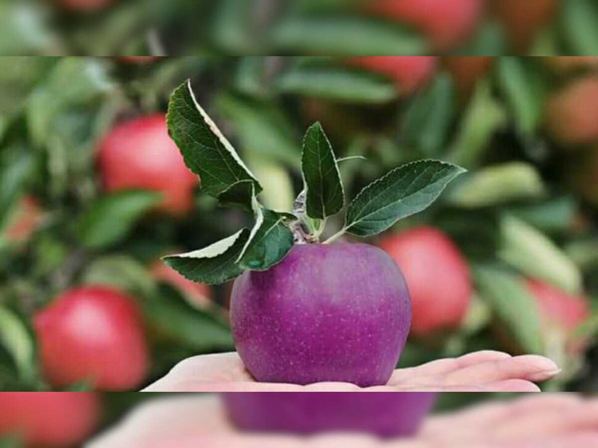 Black apple cost 500 rupees per piece it is famous by name Black