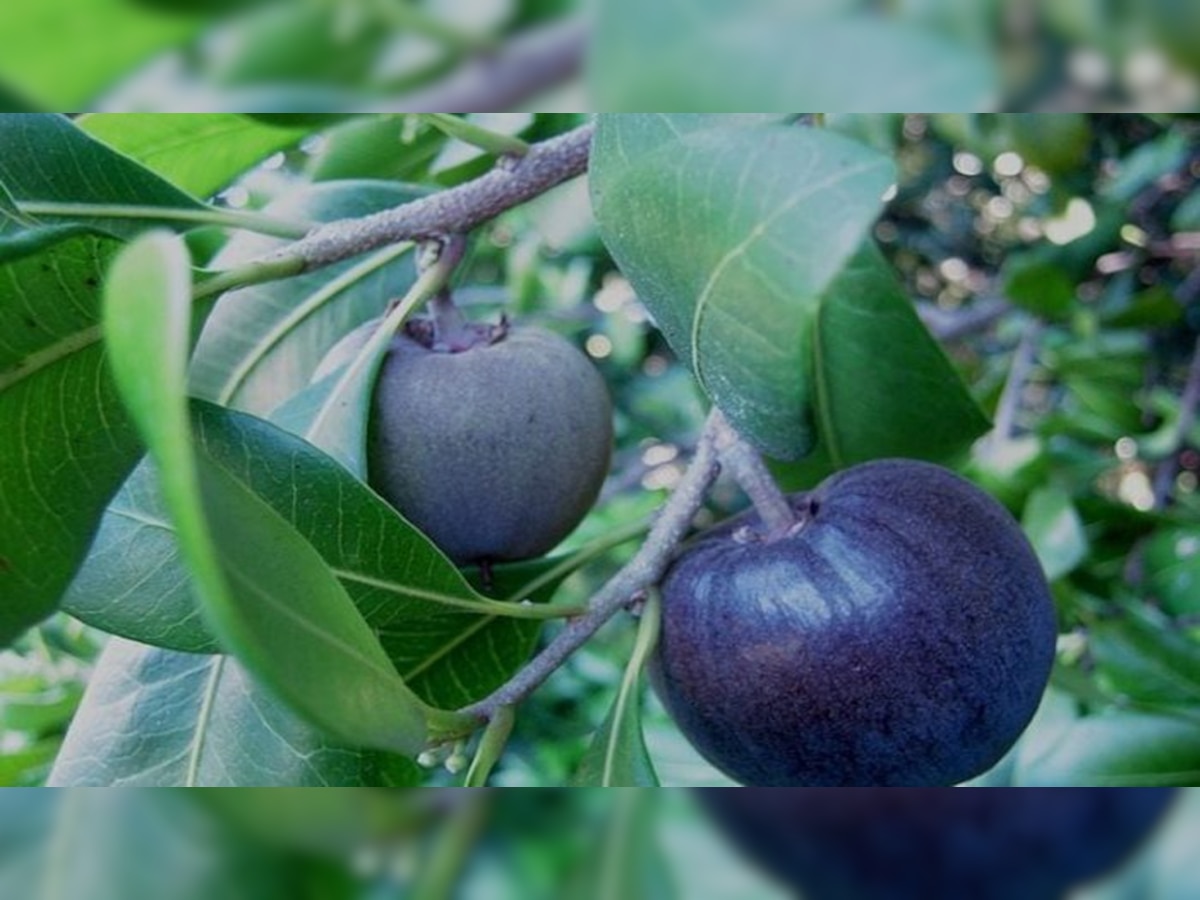 Black apple cost 500 rupees per piece it is famous by name Black