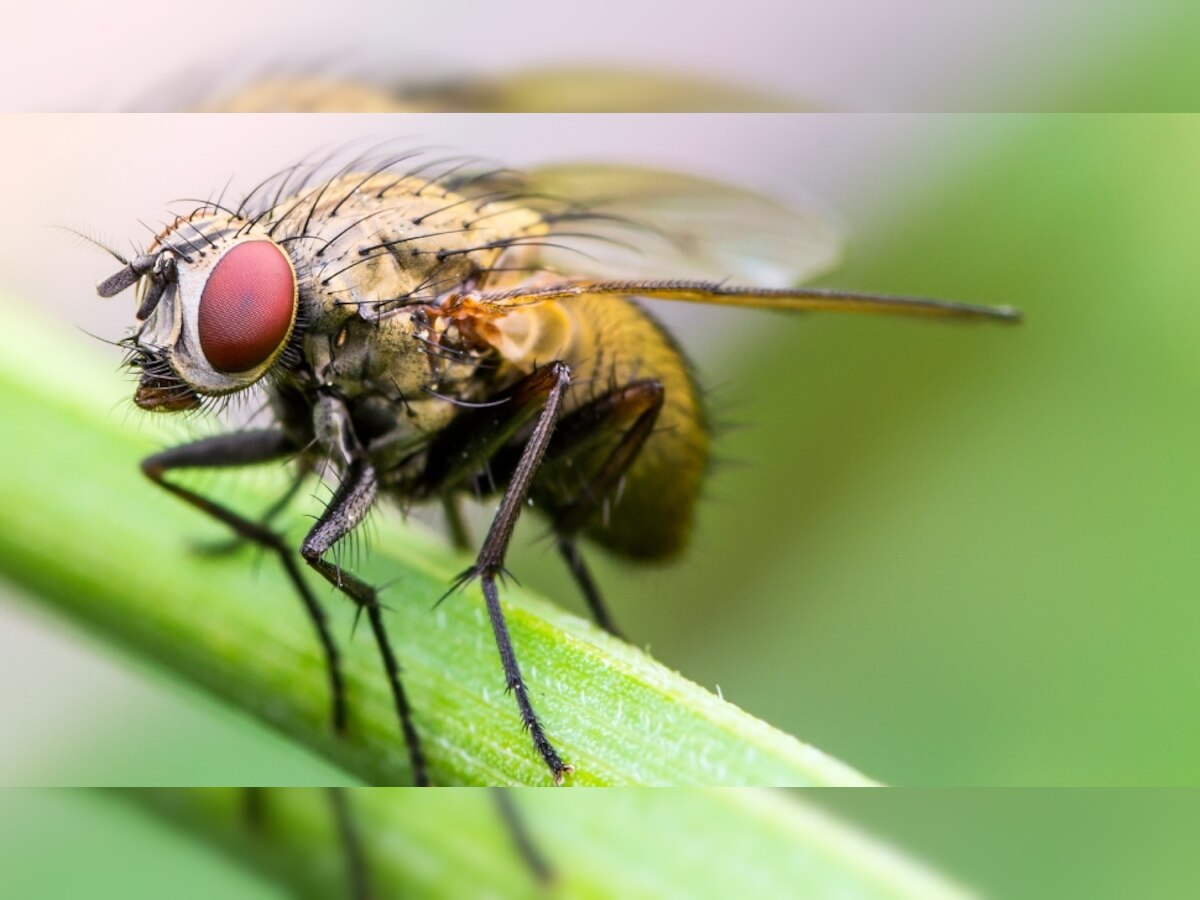 Male fruit flies found to transfer chemical to females to induce sleep