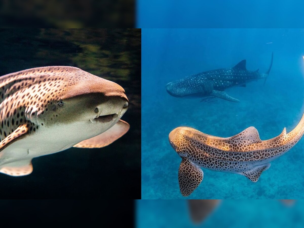 Female zebra sharks do not need a male to reproduce for baby shark