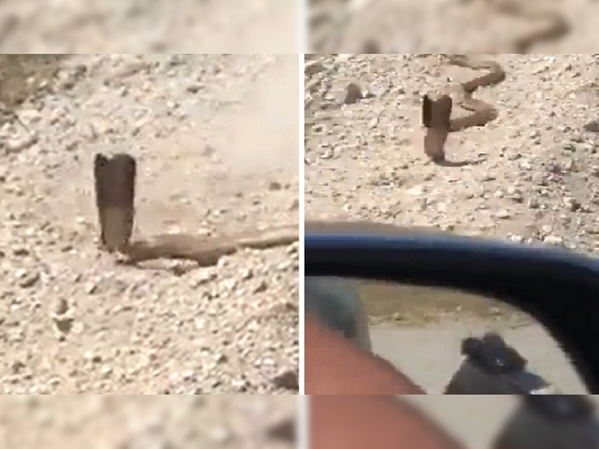 Video: कोबरा पर रिवॉल्वर से साधा निशाना..चूक गया, फिर देखिए शख्स के साथ क्या हुआ