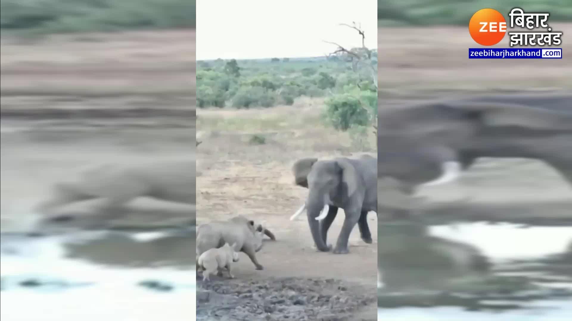 hippopotamus clashed with elephant video went viral | हाथी से भिड़ गया  दरियाई घोड़ा, देखें हाथी के गुस्से का वायरल वीडियो | Zee News Hindi