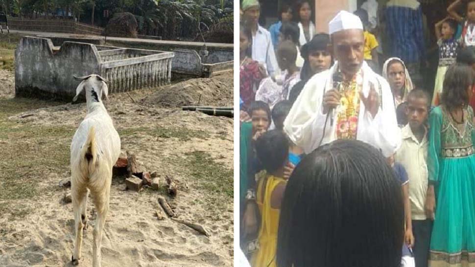 शिक्षक की मौत से गमगीन है बकरा; घंटों कब्र के पास बैठकर करता है मालिक का इंतजार शिक्षक की मौत से गमगीन है बकरा; घंटों कब्र के पास बैठकर करता है मालिक का इंतजार