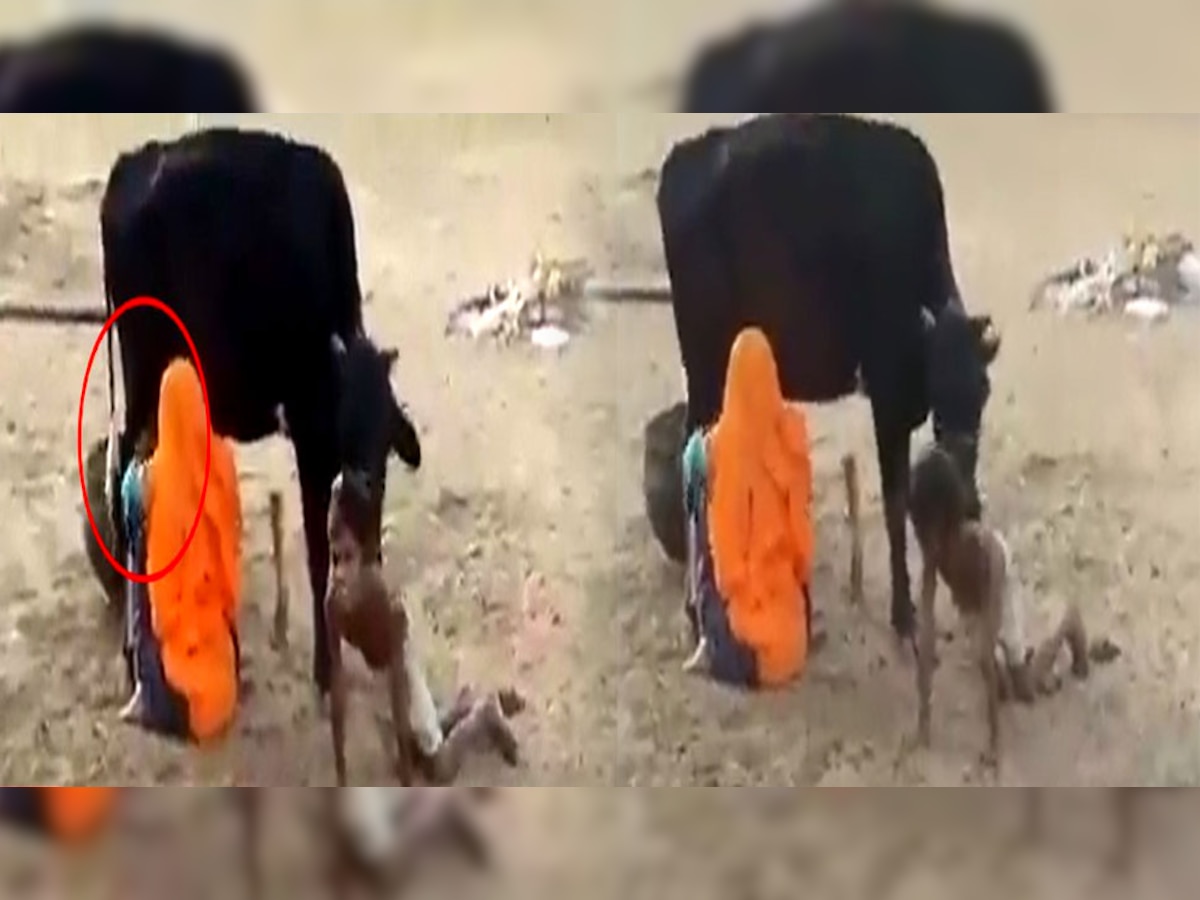 Video: गाय दुहने के लिए राजस्थानी महिला ने लगाया खतरनाक दिमाग, लोग बोले- ट्रिक बाहर न जाने पाए