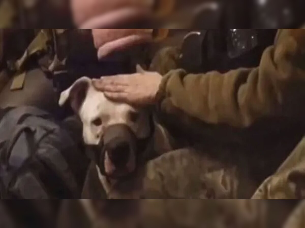 रूसियों ने चुराया यूक्रेन का कुत्ता