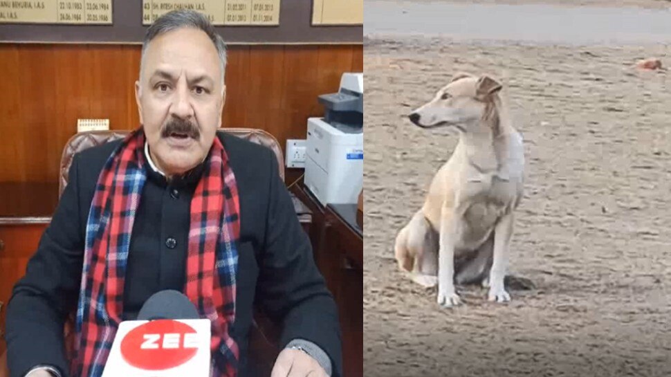 Bilaspur Administration start Dog Sterilization and animal adoption