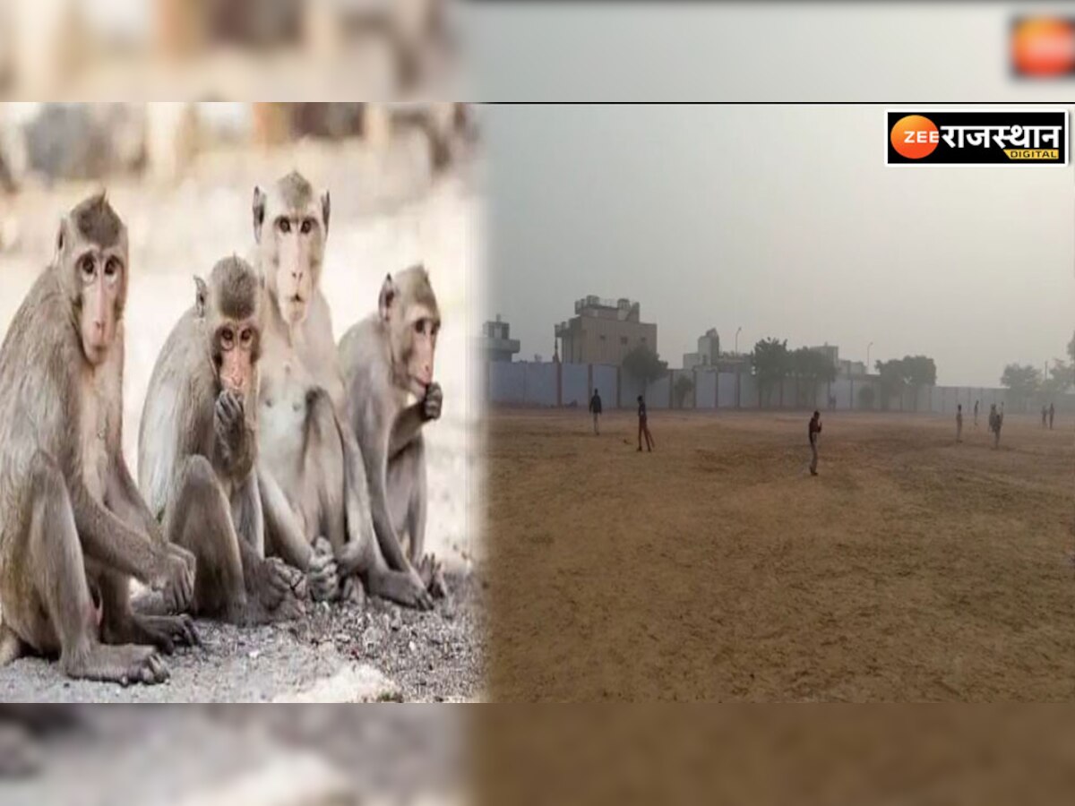 Karauli News:मुंशी त्रिलोक चंद माथुर स्टेडियम में बंदरों का आतंक, प्रशासनिक अधिकारी नहीं ले रहे सुध