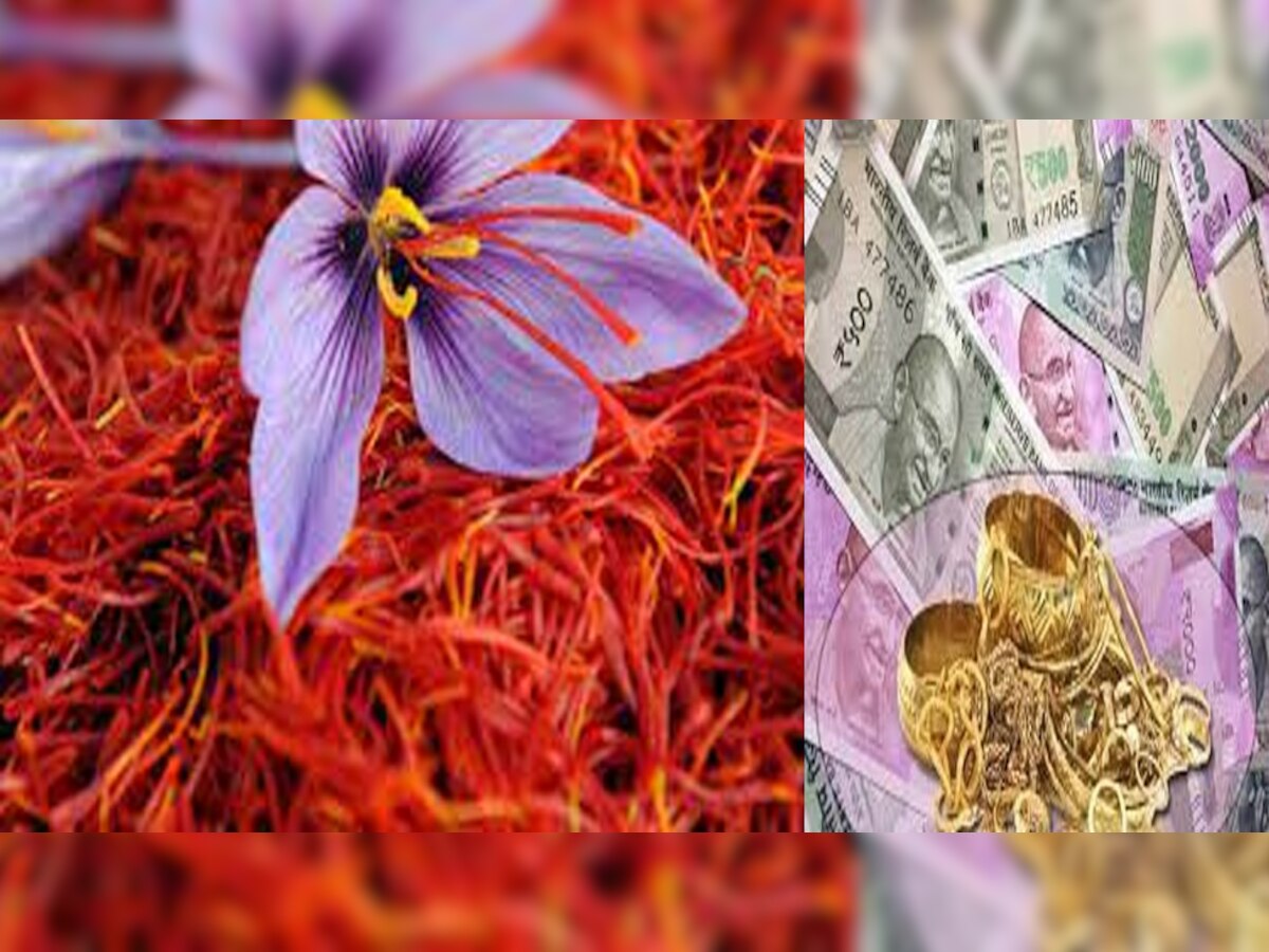 Money Luck Remedies of Kesar: केसर में छिपा है अमीर होने का राज, इन आसान उपाय से तुरंत पलटेगी किस्मत