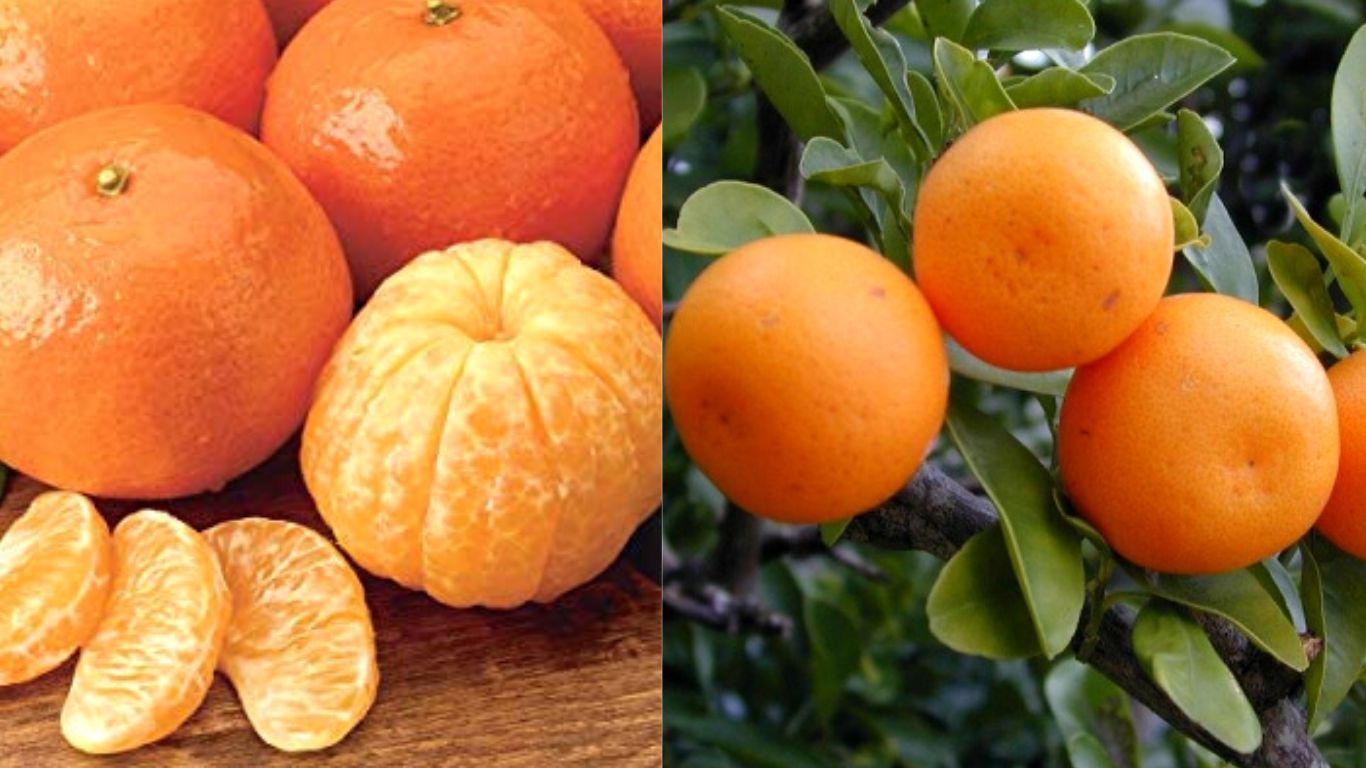 Kinnow Orange benefits Health news weight tips work extreme weight loss