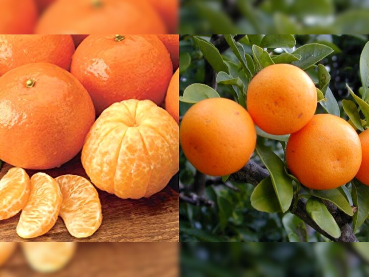 Health News: क्या आपको पता है संतरा और किन्नू दोनों एक ही हैं या अलग-अलग, जानिए अंतर और फायदे