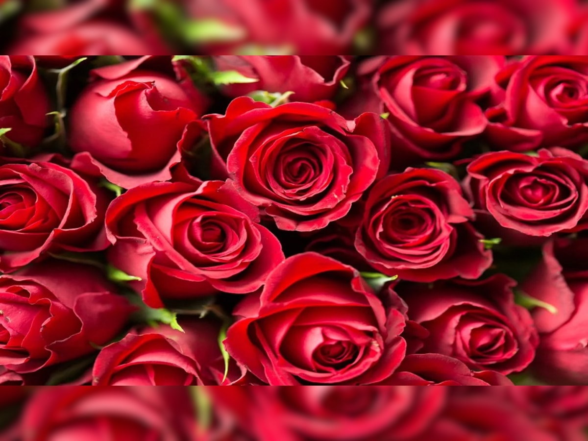 Vastu Tips: वास्तु के अनुसार ऐसे करें लाल गुलाब के उपाय, आर्थिक तंगी होगी दूर 