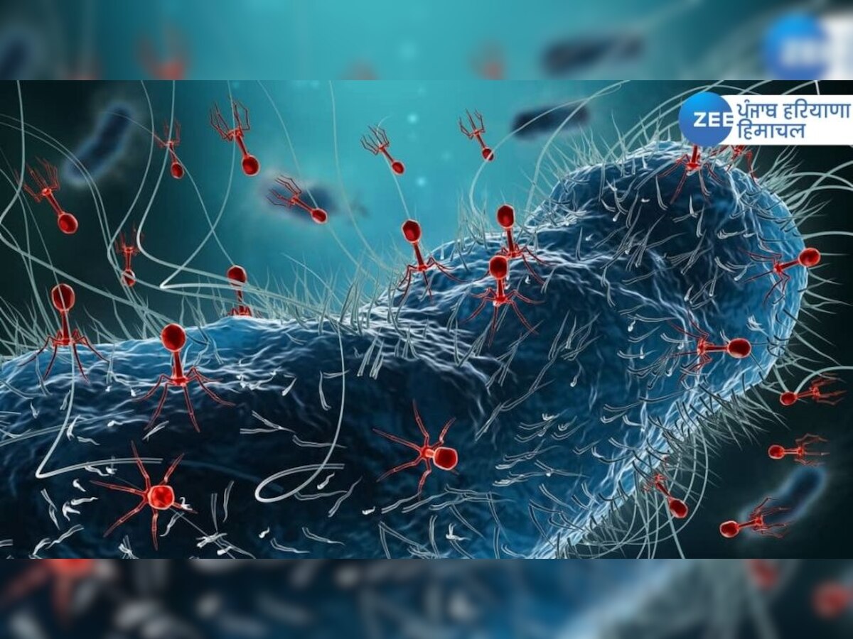 What is Superbug infection? कोरोना के बाद दूसरा सबसे बड़ा खतरा बन सकता है SUPERBUG!